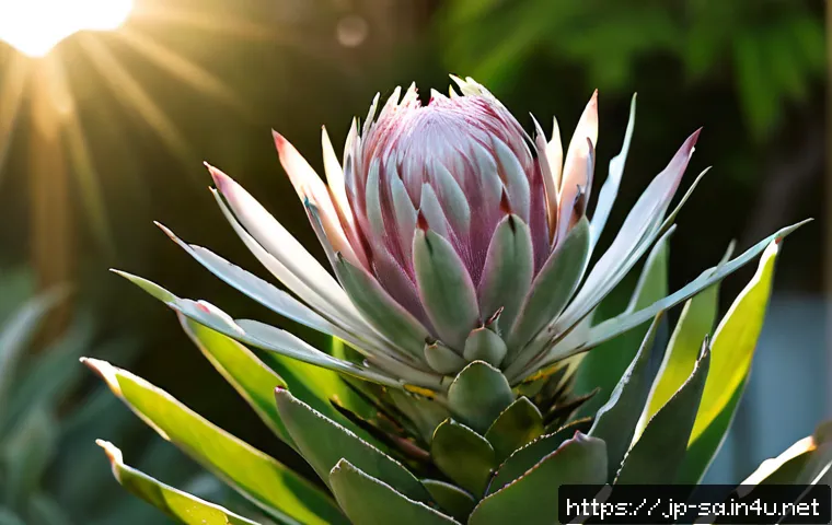 남아프리카 공화국 국화 프로테아 - Photorealistic close-up of a king protea, South Africa’s national flower, with large pink-and-cream ...